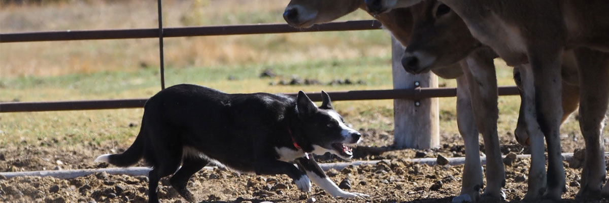 Idaho Stockdogs