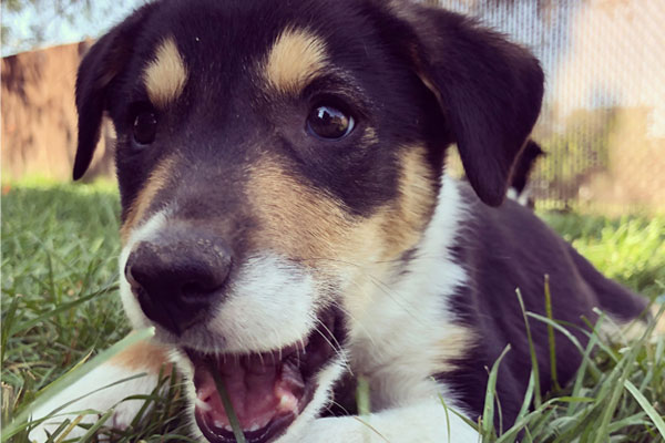 Idaho Stockdogs Puppy